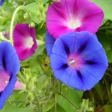 Mixed Colors Morning Glory Seeds – Flower Plant