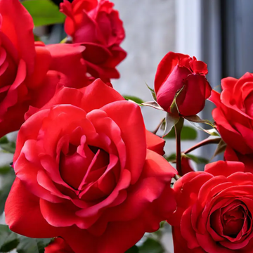 Climbing Rose Seeds – Flower Plant
