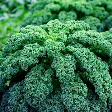 Borecole Winterbor Kale Seeds – Vegetable Plant