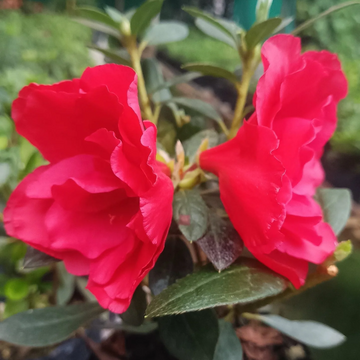 Vibrant Bloom Red Azalea Seeds – Flower Plant