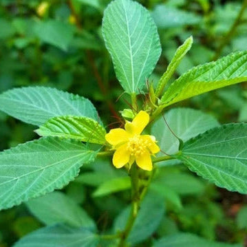 Egyptian Spinach Jute Plant Seeds – Flower Plant