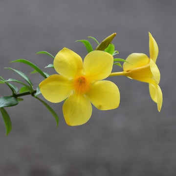 Drought-Tolerant Allamanda Seeds – Flower Plant