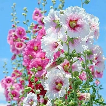 Giant Danish Mix Hollyhock Seeds – Flower Plant
