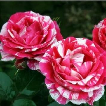 White & Pink Rose Mix Rosa spp. Seeds – Flower Plant