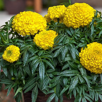 African Yellow Marigold Seeds – Flower Plant