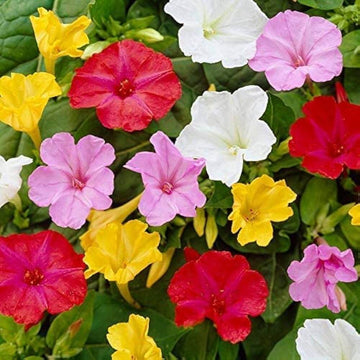 Wildflower Mix Mirabilis Seeds – Flower Plant