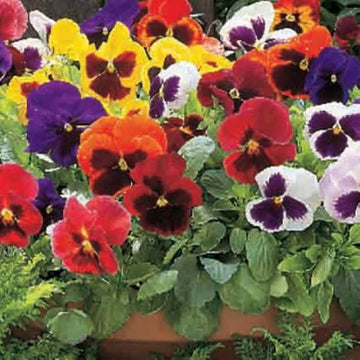 Mixed Perennial Wildflower Pansy Seeds – Flower Plant