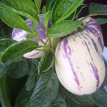White Purple Pepino Seeds – Fruit Plant