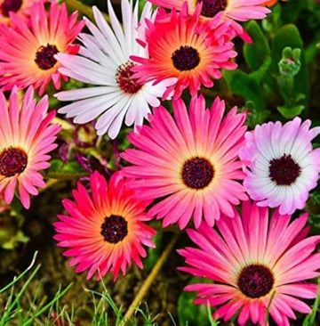 Wildflower Mix Ice Flower Seeds – Flower Plant