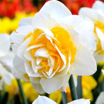 Double Petals Daffodil Narcissus Seeds – Flower Plant