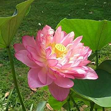 Exquisite Pink Blooms Momo Botan Seeds – Flower Plant