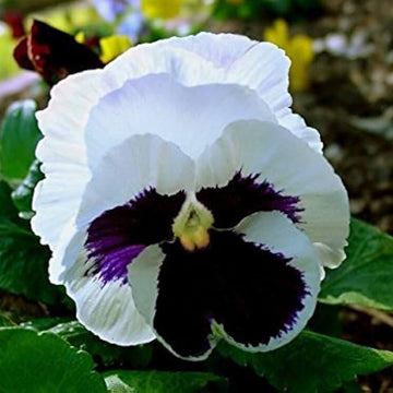 White Black Pansy Seeds – Flower Plant