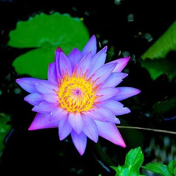 Purple Aquatic Lotus Seeds – Flower Plant