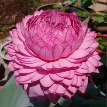 Double Petal Lotus Seeds -  Flower Plant