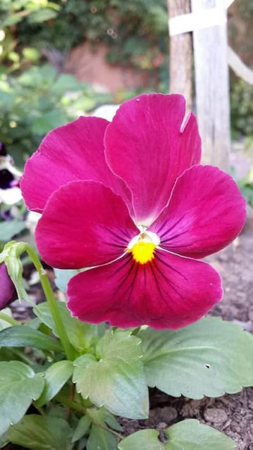 Semi Delta Pure Rose Pansy Seeds – Flower Plant