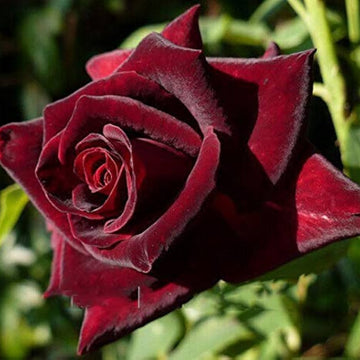 Marron Rose Seeds – Flower Plant