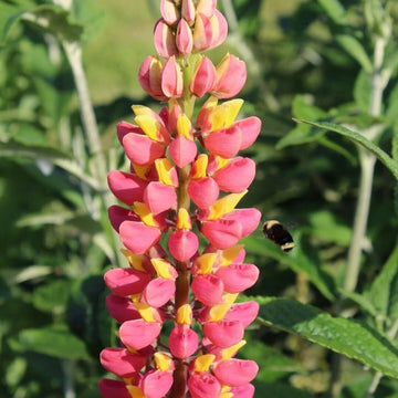 Yellow & Pink Lupine Seeds – Flower Plant