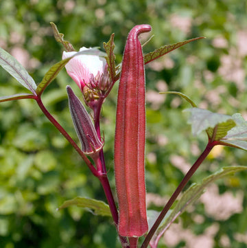 Burgundy Okra Seeds – Vegetable Plant