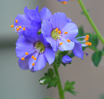 Perennial Jacob's Ladder Seeds – Flower Plant