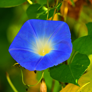 Heavenly Blue Ipomoea Seeds – Flower Plant