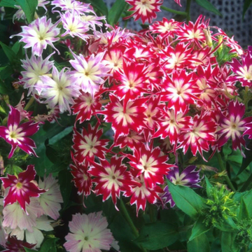 Twinkle Star Phlox Seeds – Flower Plant