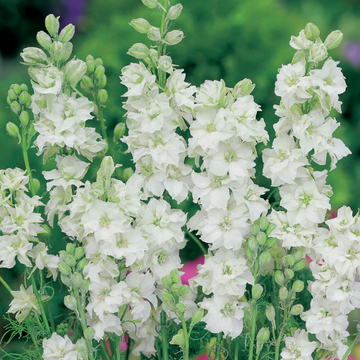 White King Larkspur Seeds – Flower Plant