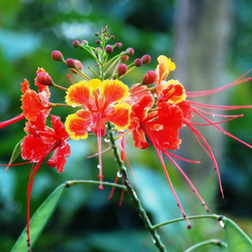 Dwarf Poinciana Peacock Seeds – Flower Plant