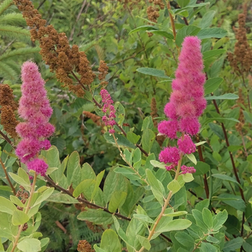 Hardy Pink Spiraea Douglasii Seeds – Flower Plant