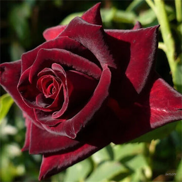 Black Baccara Rose Seeds – Flower Plant