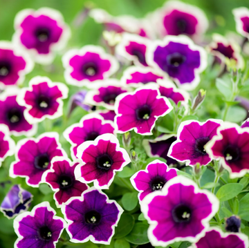 Multiflora Mixed Petunia Seeds - Flower Plant
