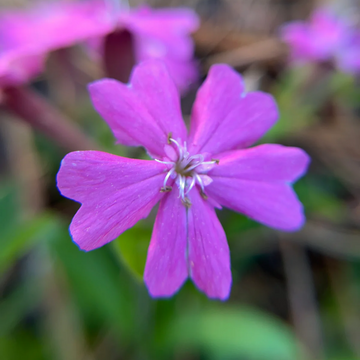 Wild Pink Silene Caroliniana Seeds – Flower Plant
