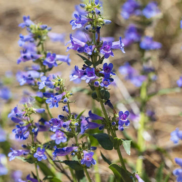 Rocky Mountain Beardtongue Penstemon Strictus Seeds – Flower Plant