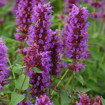 Hummingbird Mint Seeds - Flower Plant