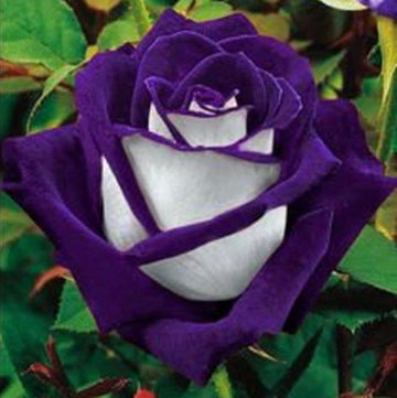 White Purple Rose Seeds – Flower Plant
