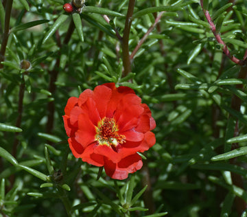 Red Portulaca Grandiflora Seeds – Flower