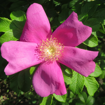 Pink Rugosa Rose Seeds – Flower Plant