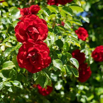 Red Climbing Rose Seeds – Flower Plant