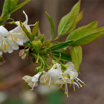 Fragrantissima Lonicera Seeds –  Flower Plant