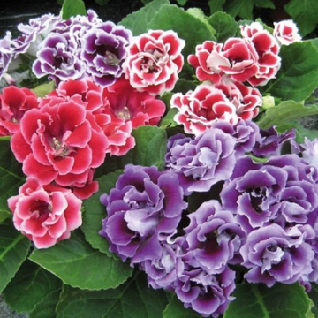 Mixed Colors Sinningia Seeds – Flower Plant