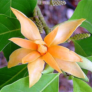 Ornamental Tree Magnolia Seeds – Flower Plant