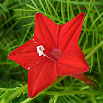 Cypress Vine Ipomoea Quamoclit Seeds – Flower Plant