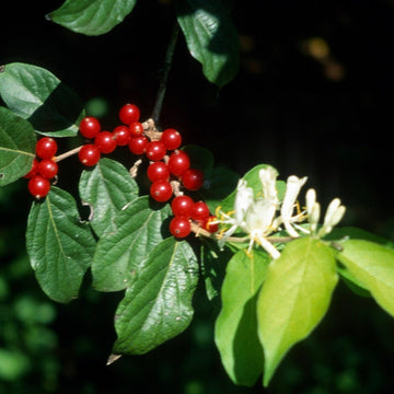 Lonicera Maackii Seeds - Fruit Plant