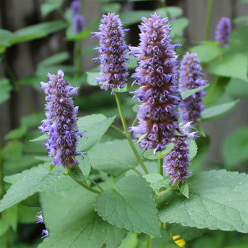 Lavender Hyssop Seeds – Flower Plant