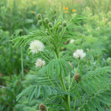 Legume Illinois Bundle Seeds –  Flower Plant