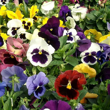 Mixed Swiss Pansy Seeds – Flower Plant
