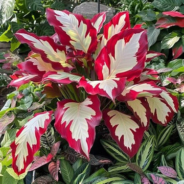White and Red Hosta Seeds – Flower Plant