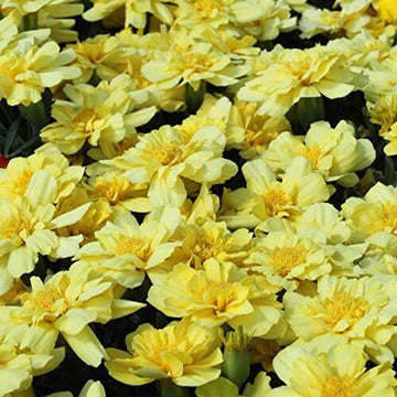 French Alumia Vanilla Cream Marigold Seeds – Flower Plant
