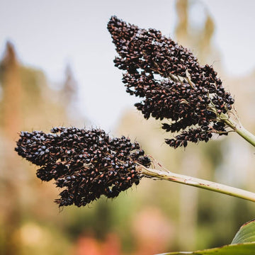 Black Sorghum Seeds – Vegetable Plant