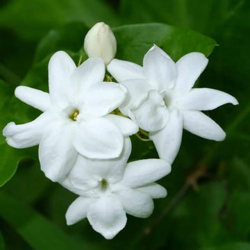 Jasmine Seeds – Arabian Jasminum Sambac