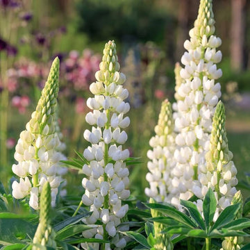 White Lupine Seeds –  Flower Plant